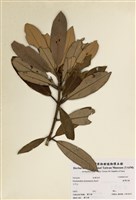 藏品(臺灣杜鵑)的圖片